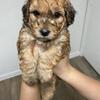 Adorable Mini Whoodle 