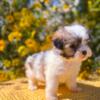 Maltipoo girl