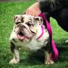 3yr chocolate tri merle english bulldog female up for grabs.