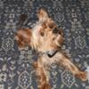 Ckc Toy Yorkie for stud