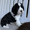 AKC English Springer Spaniels