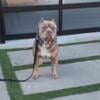 Lilac Tri XL American Bully Stud (Now Available)