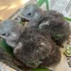 1 Month Old Baby Male Eclectus Babies Available