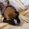 Boxer 