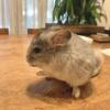 Cute and tame 16-week-old chinchilla kits for adoption