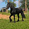 Beautiful FHANA Stallion Friesian available for breeding!