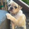 Fawn Merle Female Pug Puppy - 1 Blue Eye, 1 Brown Eye - Chocolate Carrier