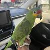 Lored Amazon 