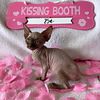 KISS ME Litter*Sphynx & Minskins AVAILABLE