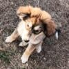 Malamute/st Bernard mix pups