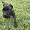 Black brindle male