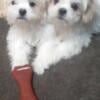 Shih Tzu puppies 3 girls $700 shavon 