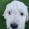 Komondor puppies