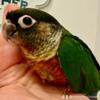 Loving, hand raised green cheek conures