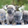 Blue merle eyes French bulldog