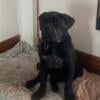 BoerBoel Black male handsome