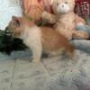 CFA Reg Exotic Shorthair, Scarlet's #2 Male