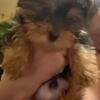 Small Male Yorkie Puppy Ready For a Forever Home