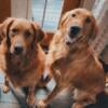 Golden Retrievers for Rehoming