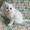 Persian/Himalayan Kittens for sale