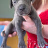 Great Dane Puppies