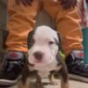 Xl bully looking for there furever home 1500 is pet price