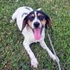 Kaylee Female Queen Elizabeth Pocket Beagle