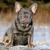 Lilac  Tan Carry Testable Chocolate  FLUFFY French Bulldog Open For Stud