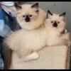 Tica registered female ragdoll kittens