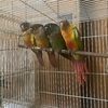 Green cheek conures