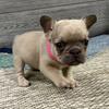 Dove -Blue Fawn Female- French Bulldog for sale- KY bluegrass frenchie