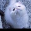 Odd eye Persian male 