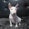 Bull Terrier Puppies