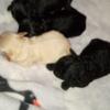 CKC Toy Poodle Puppies- All Females dob 4/17 Ready 6/12 tails & dew claws done