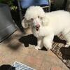 AKC Male Standard Poodle Puppy