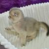 NEW Elite Scottish fold kitten from Europe with excellent pedigree, male. Rusik