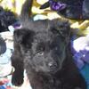 AKC German Shepherd pup black female