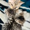 Beautiful Bengals kittens Born on 4/18/24 Ready for pick up 6/15/24