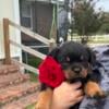 AKC Rottweiler Puppies Champion Bloodline