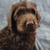 Labradoodle Pups for Sale