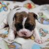 AKC FRENCH BULLDOGS PUPPIES  READY  FOR FOREVER HOME