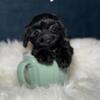 Yorkipoo for sale