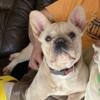 ADULT AKC FEMALE French Bulldog FLUFFY & Testable carrier, next heat ANY TIME now! REDUCED!
