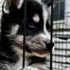 AKC SIBERIAN HUSKY PUPPIES (WE ARE LICENSED & USDA INSP) SERVING NEW ENGLAND SINCE 2014