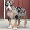 Merle bully male ready to go