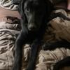 2 AKC Females black labs price reduced