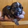 For Sale male shorkie