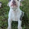 Female American Bully for sale