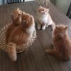 Persian kittens - Females (red and white) - Sold