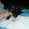 shorkie puppies for sale